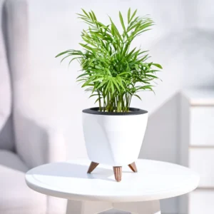 Bamboo Palm Plant